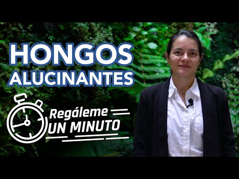 ¡Los hongos no