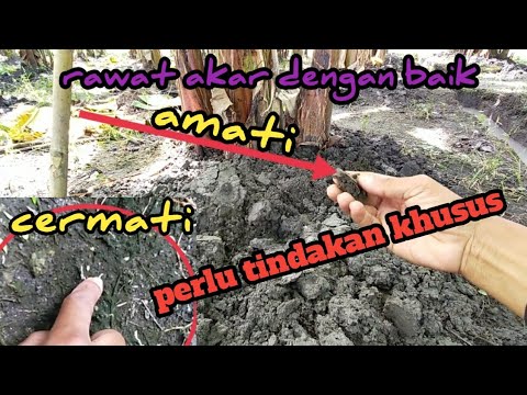 Video: Dimana Pisang Tumbuh