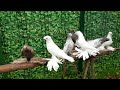 Капкан. Гульбадам. Челкарь. Желтый. Двухчубые голуби. Tauben. Pigeons. Palomas. Pombos. 비둘기.