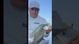 Nice Sacalait / Crappie With The KFRED (Float Popper)