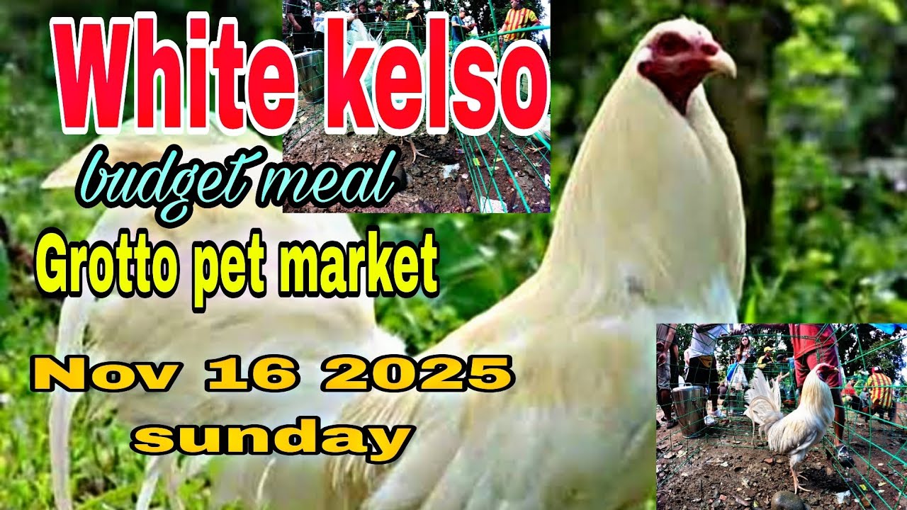 White kelso budget meal , Grotto pet market Nov 16 2025 sunday .