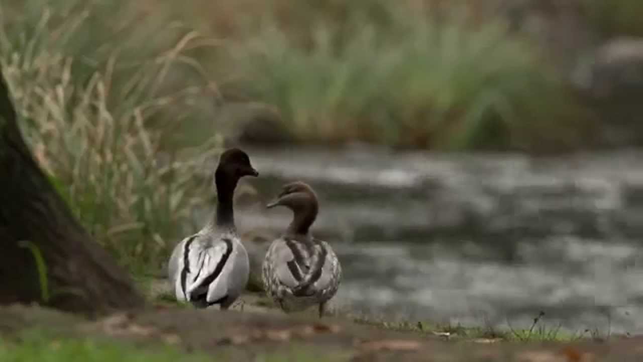 3.7 Australian Wood Duck Game Duck Species - YouTube