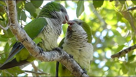 Monk Parakeets Wild Courtship and Mating Displays Caught on Video