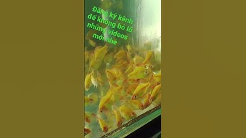 Cách nuôi cá xê can vàng #cácảnh #fish