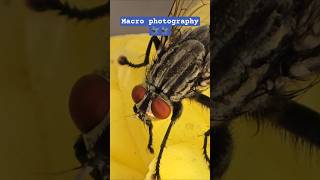 Macro wildlife photography#youtubeshorts #wildlife #🪰🪰