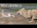 Wild America S10 E2 Controversial Coyote Full Episode HD Wild America S10 E2 Controversial Coyote Full Episode HD