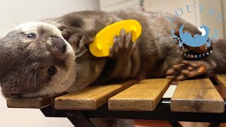 How Otters Spend Rainy Day by LOUTRE 23,053 views 23 hours ago 5 minutes, 29 seconds