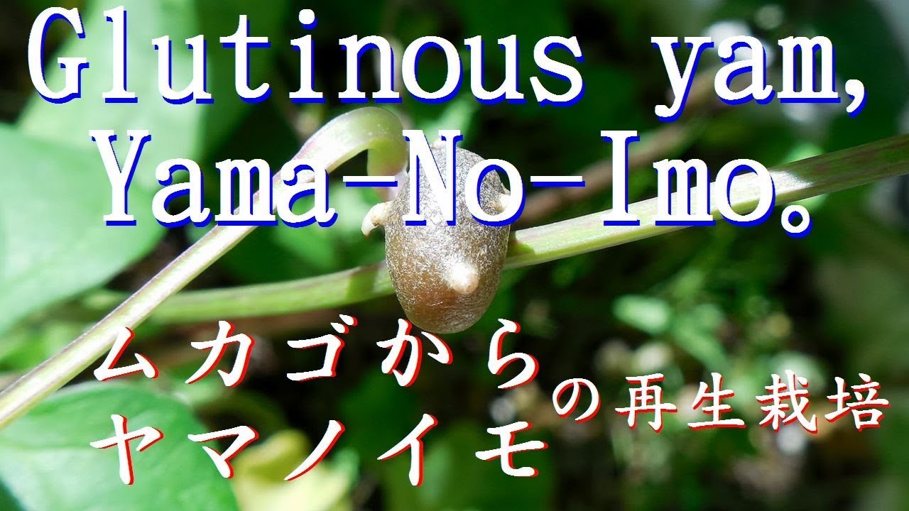 再生栽培 ムカゴからヤマノイモを育てる Glutinous Yam Yama No Imo Youtube