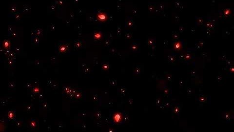 Cánh hoa anh đào rơi màu đỏ - Video background effect, Animation video background | ProShow Producer