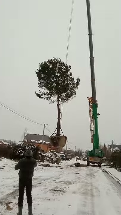 Посадка крупномеров сосна 11 тон - YouTube