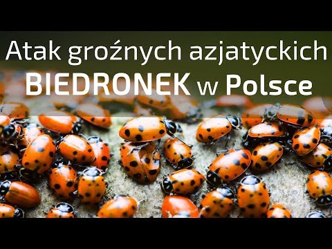 Plaga groźnych azjatyckich biedronek w Polsce - Ciekawostki