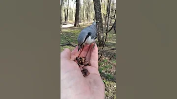 Поползень - умная птица / The nuthatch is a smart bird