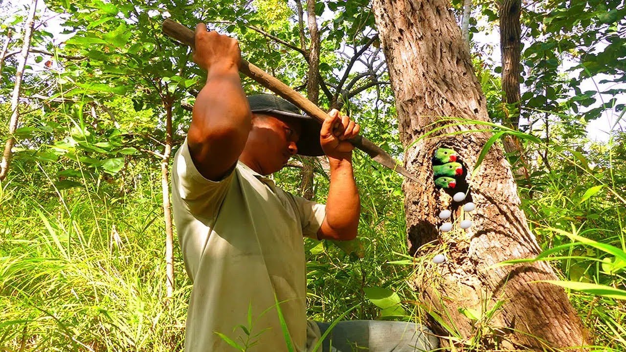 Parrot in hole trees #babybird #parrot 