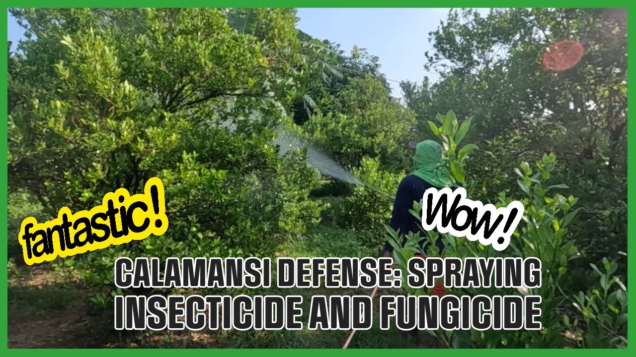 PROTECTING OUR CALAMANSI TREES: SPRAYING INSECTICIDE AND FUNGICIDE