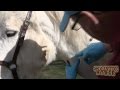 How to test a horse for insulin resistance