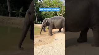 Phuket Elephant Village Elephants Пхукет Деревня Слонов Слоники