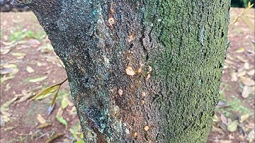 Mọt đục cành sầu riêng. Nỗi lo của bà con trồng sầu. #saurieng #motduccanh 