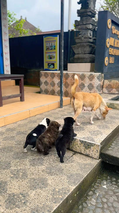 Anjing menyusui anaknya #shortsvideo #dogshorts #puppy #littledogs #anakanjinglucu #animals #pets