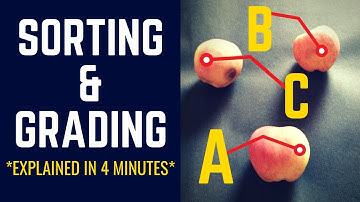 The Actual Difference between Sorting & Grading [Explained in 4 minutes!]