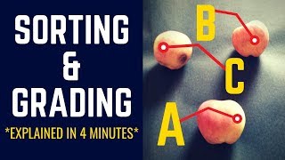 The Actual Difference between Sorting & Grading [Explained in 4 minutes!]