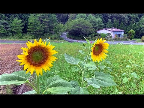 ネモフィラ の 英語 名 ネモフィラ の 英語 名