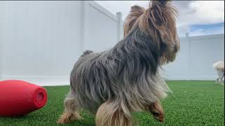 Preppy Pet Melbourne FL