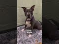 #love #usa #viral #foryou #uk #viralvideo #anime #americe #cute #puppy #youtubeshorts #short #likee