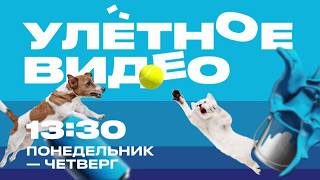 Мы точно покажем это! | Улетное видео | Будни, 13:30 на ЧЕ!