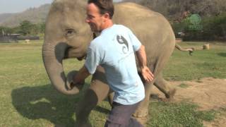 Elephant came to say hello - ElephantNews - YouTube