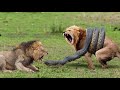 Big Cat Powerful Become Prey Of The Giant Anaconda – Lions vs Python, Leopard, Tiger