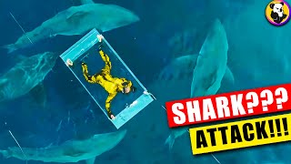 How Far Would You Go to Survive a Shark Encounter? by Koala TV 39 views 1 year ago 8 minutes, 2 seconds