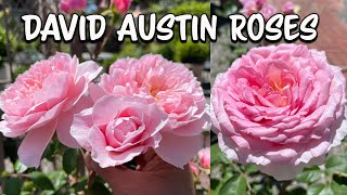 Lots Of Beautiful David Austin Rose At This Antique And Garden Shop