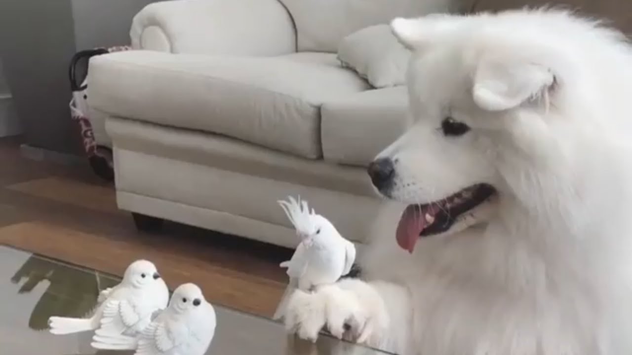 オカメインコのティナさんを前足に乗せるサモエド犬のやさしさ マランダー オカメインコのティナさんを前足に乗せるサモエド犬のやさしさ マランダー