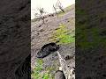Охота на дикого кабана — это подарок для вас!#wildboar #hunting #chase #cinghiale #challenge