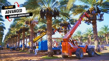 A New Era in Arabian Agriculture: Transforming Date Harvesting Techniques