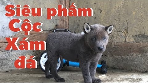 Siêu Phẩm Vương Cẩu chó Hmong Cộc Xám Đá đẹp Mê Ly| Cu Hải