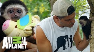 La historia del bebé gibón: del rescate a la rehabilitación | Wild Frank: Al rescate | Animal Planet