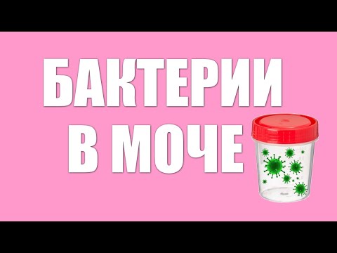 Бактерии в моче при беременности