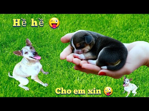 Lấy Hết Con Đi Xem Phản Ứng Của Chó Mẹ Sẽ Như Thế Nào / Quế Nghịch