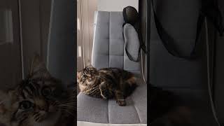 ПОИСК l КОТИК🙀🤗🤣 #котик #кошкаумываеться #прикол  #музыка #лифчик