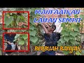 Tips merawat timun agar berbuah banyak  part 3