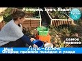 САЖАЮ ЛУК- СЕВОК: ГЛАВНЫЕ ПРАВИЛА ПОСАДКИ И УХОДА// СПАРЖА,  ХРЕН И БАДАН