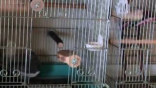 タマゴが消えて焦る『沙良ちゃん』パパ