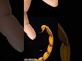 This is how a scorpion stings you #science #sciencefacts