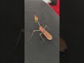 what is this
