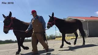 What is Mule Day? Here's everything you need to know about the Columbia, Tennessee tradition