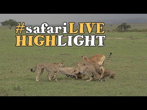 Cheetah take down a terrified Coke's Hartebeest!