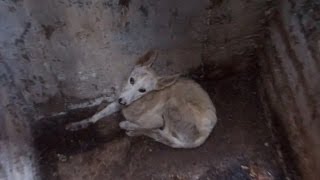 СПАСЕНИЕ СОБАКИ - брошенную в туалетную яму СПАСЕНИЕ СОБАКИ - брошенную в туалетную яму