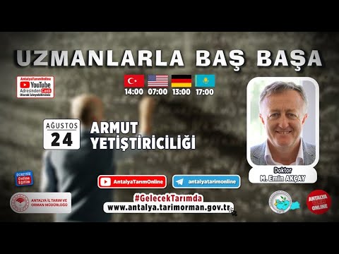 Video: Tosca Armut Ağaçları - Bahçede Tosca Armutunun Bakımını Öğrenin