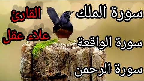 تلاوة تهزّ القلوب ❤️ سورة الرحمن، الواقعة، الملك بصوت علاء عقل | راحة للنفس والروح